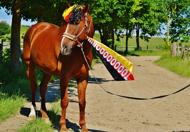 尽管拜仁本 尽管拜仁本