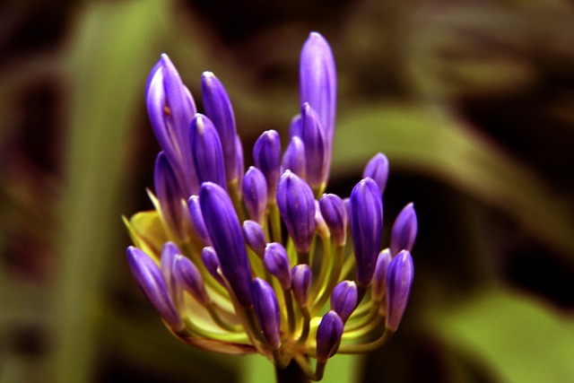 甲的霸主地 甲的霸主地